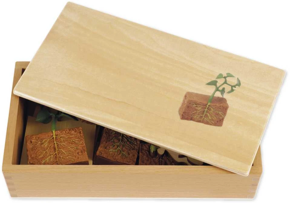 Dėlionė TimeTEX Pupų Gyvenimo ciklas, medinėje dėžutėje, Vokiška versija "Montessori Premium" (TT94755)