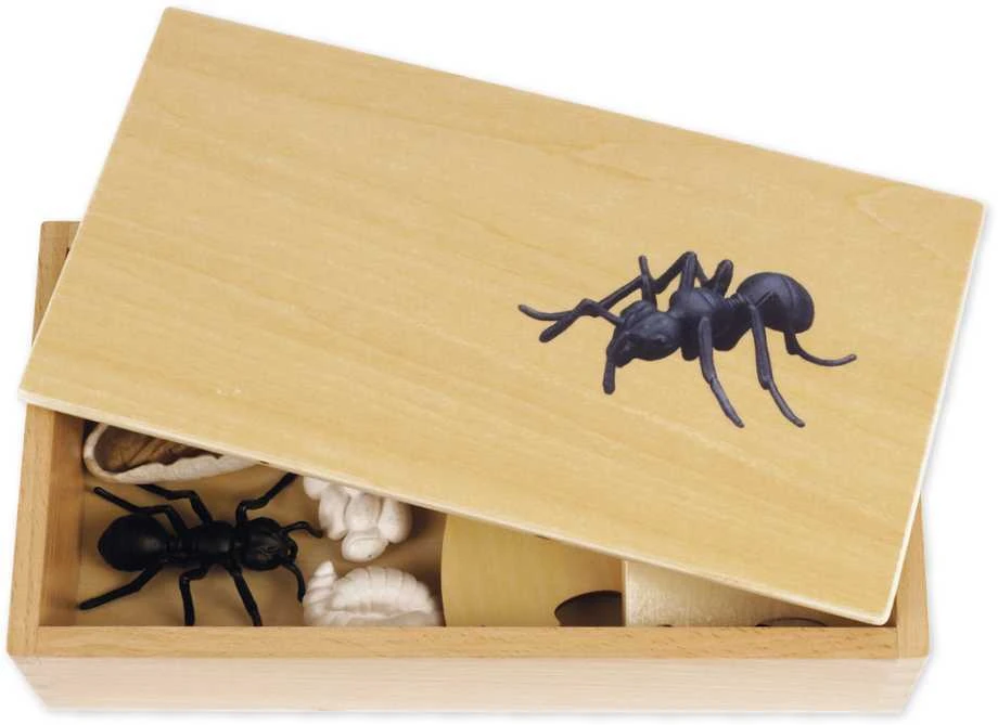 Dėlionė TimeTEX Skruzdėlės Gyvenimo ciklas, medinėje dėžutėje, Vokiška versija "Montessori Premium" (TT94750)