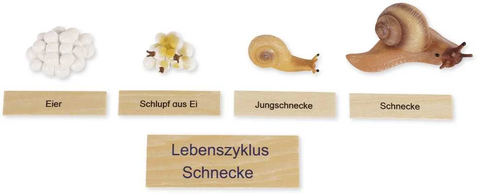 Dėlionė TimeTEX Sraigės Gyvenimo ciklas, medinėje dėžutėje, Vokiška versija "Montessori Premium" (TT94759)