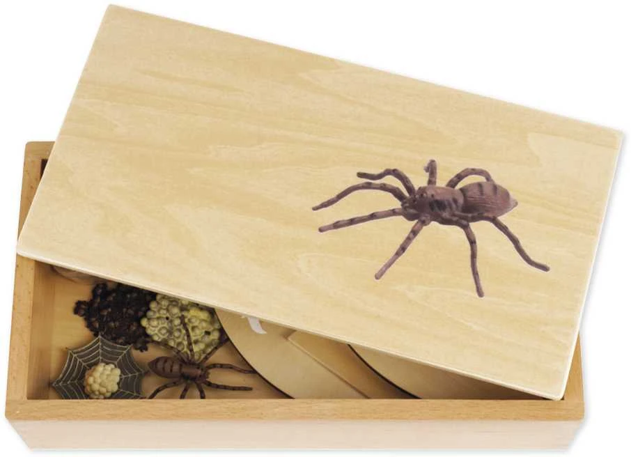 Dėlionė TimeTEX Voro Gyvenimo ciklas, medinėje dėžutėje, Vokiška versija "Montessori Premium" (TT94758)