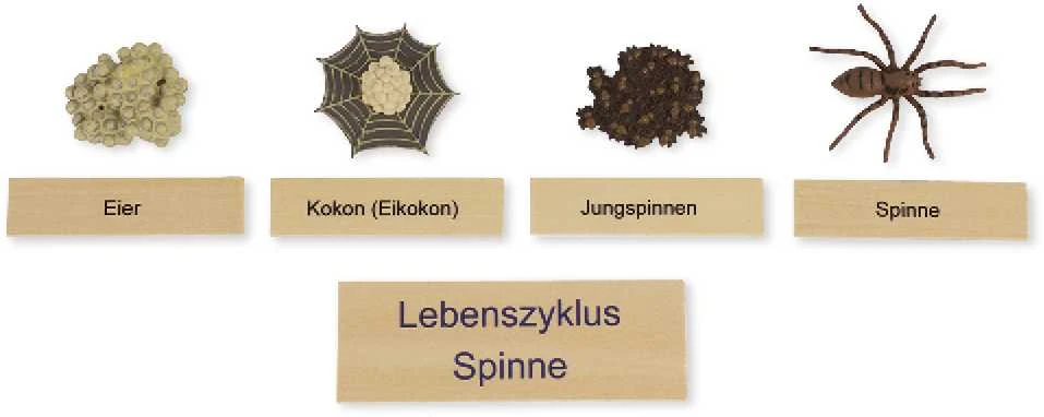Dėlionė TimeTEX Voro Gyvenimo ciklas, medinėje dėžutėje, Vokiška versija "Montessori Premium" (TT94758)