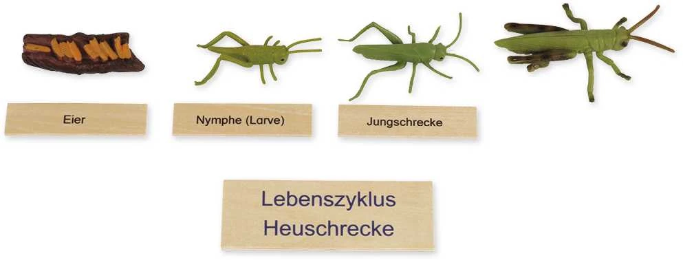 Dėlionė TimeTEX Žiogo Gyvenimo ciklas, medinėje dėžutėje, Vokiška versija "Montessori Premium" (TT94760)