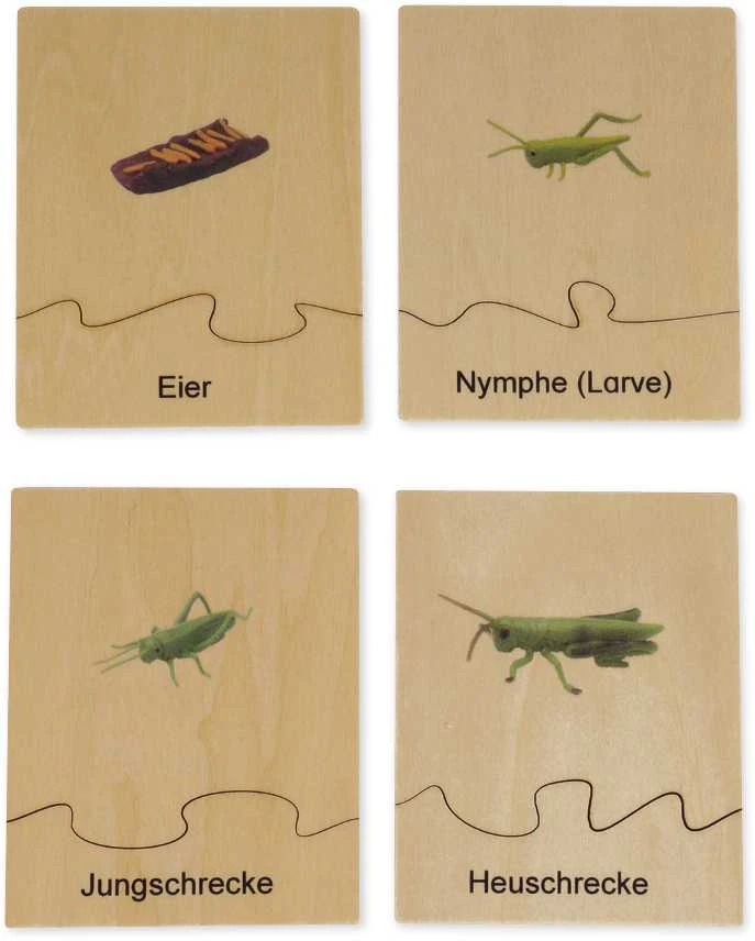Dėlionė TimeTEX Žiogo Gyvenimo ciklas, medinėje dėžutėje, Vokiška versija "Montessori Premium" (TT94760)