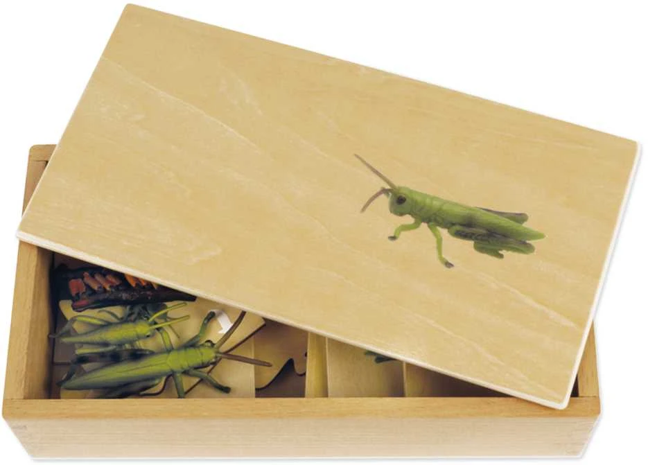 Dėlionė TimeTEX Žiogo Gyvenimo ciklas, medinėje dėžutėje, Vokiška versija "Montessori Premium" (TT94760)