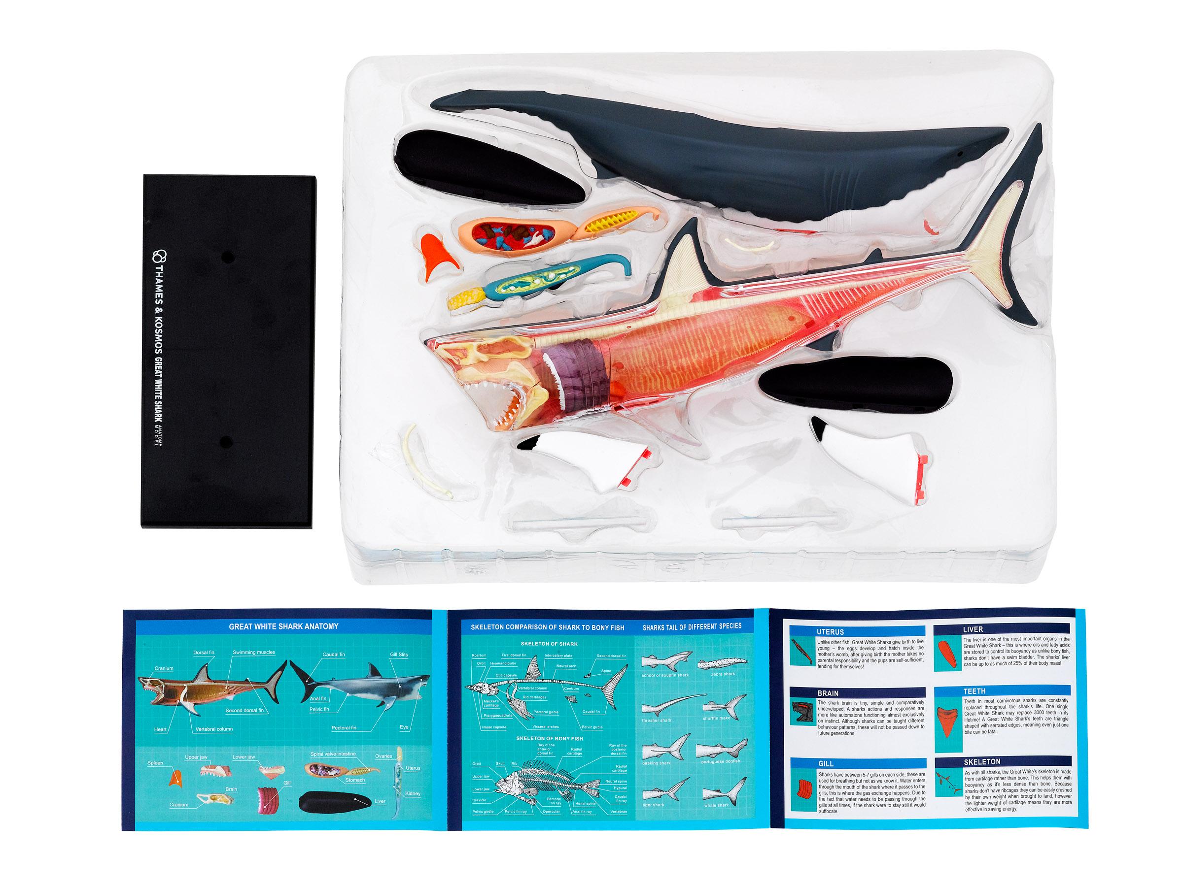 Dėlionė Thames Kosmos Thames &amp; Kosmos edukacinė priemonė - modelis Didžiojo baltojo ryklio anatomija (261110)
