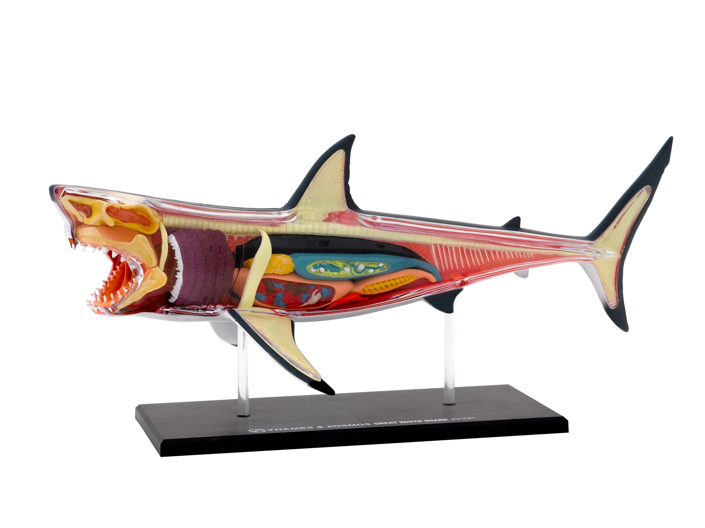 Dėlionė Thames Kosmos Thames &amp; Kosmos edukacinė priemonė - modelis Didžiojo baltojo ryklio anatomija (261110)