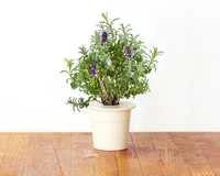 Click And Grow Click & Grow Smart Garden papildymas levandomis 3vnt