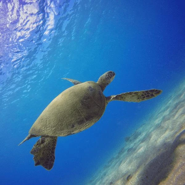 PolarPro Filtrai aqua GoPro 5 / 6