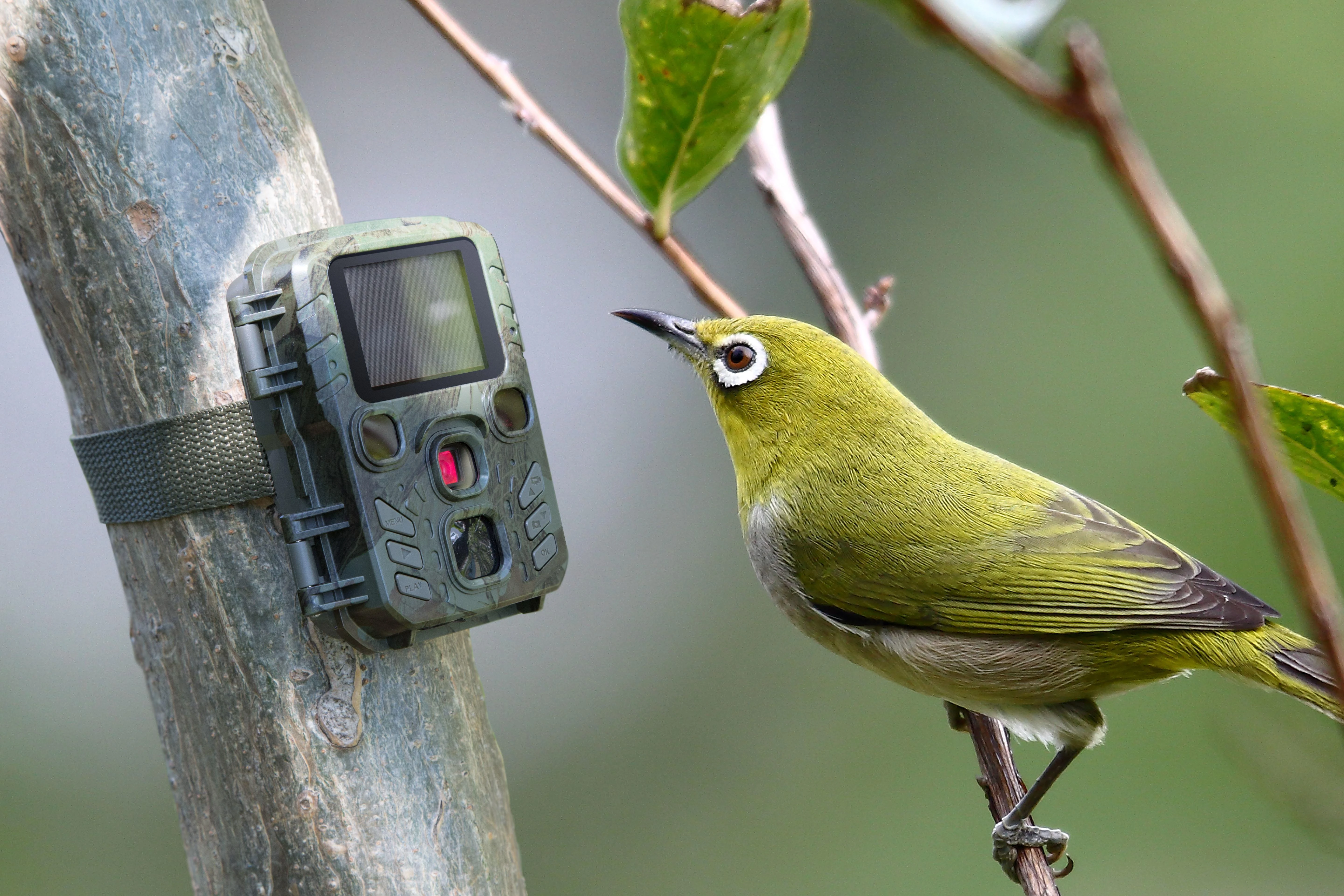 Foto medžioklės kamera Technaxx Mini Nature Wild Cam TX-117