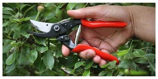 Sekatorius FELCO 5