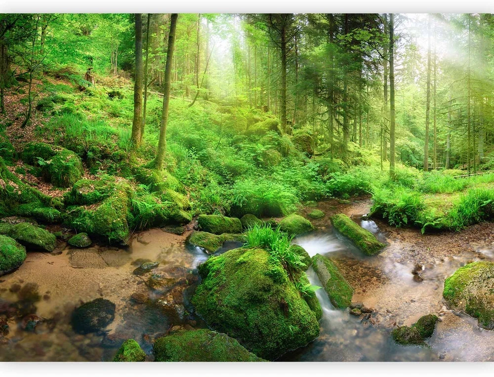 Fototapetai - Drėgnas miškas