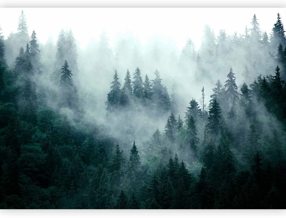 Fototapetai - Kalnų miškas tamsiai žalias