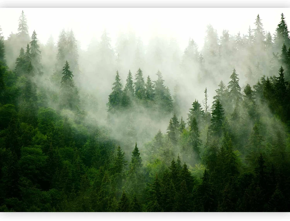 Fototapetai - Kalnų miškas žalias