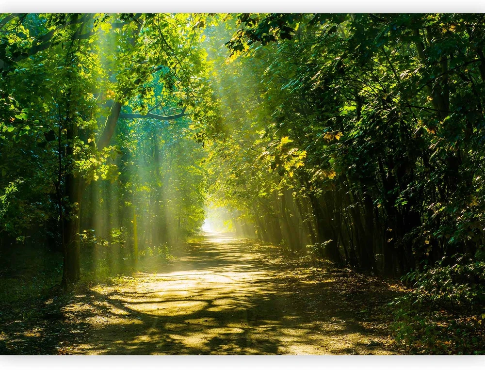 Fototapetai - Kelias saulės šviesoje