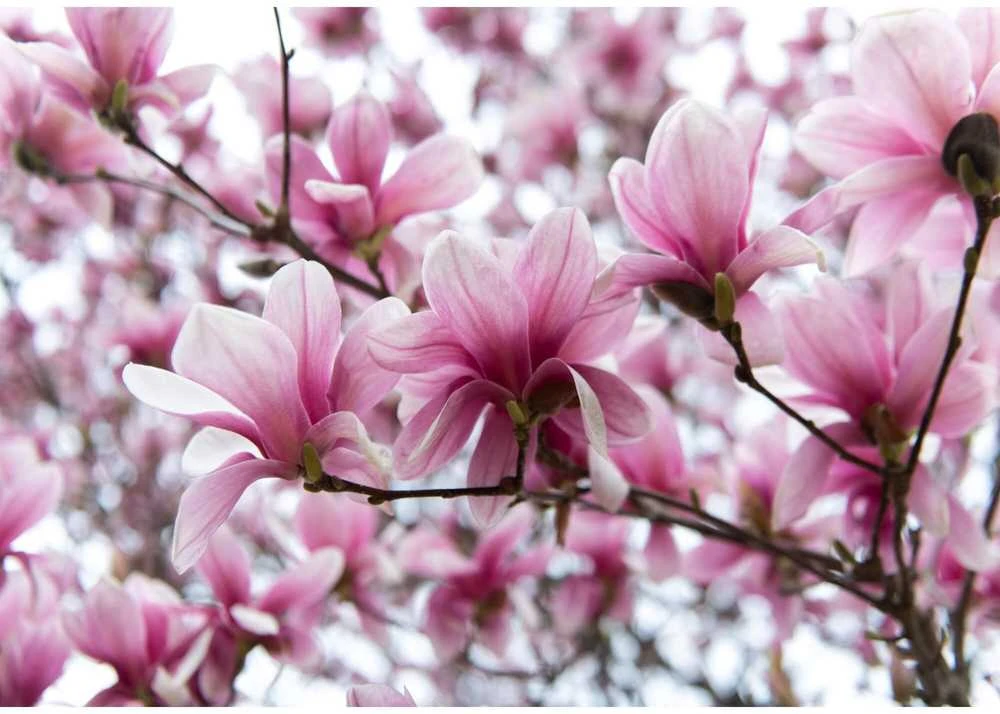 Fototapetai - Magnolijų dvelksmas