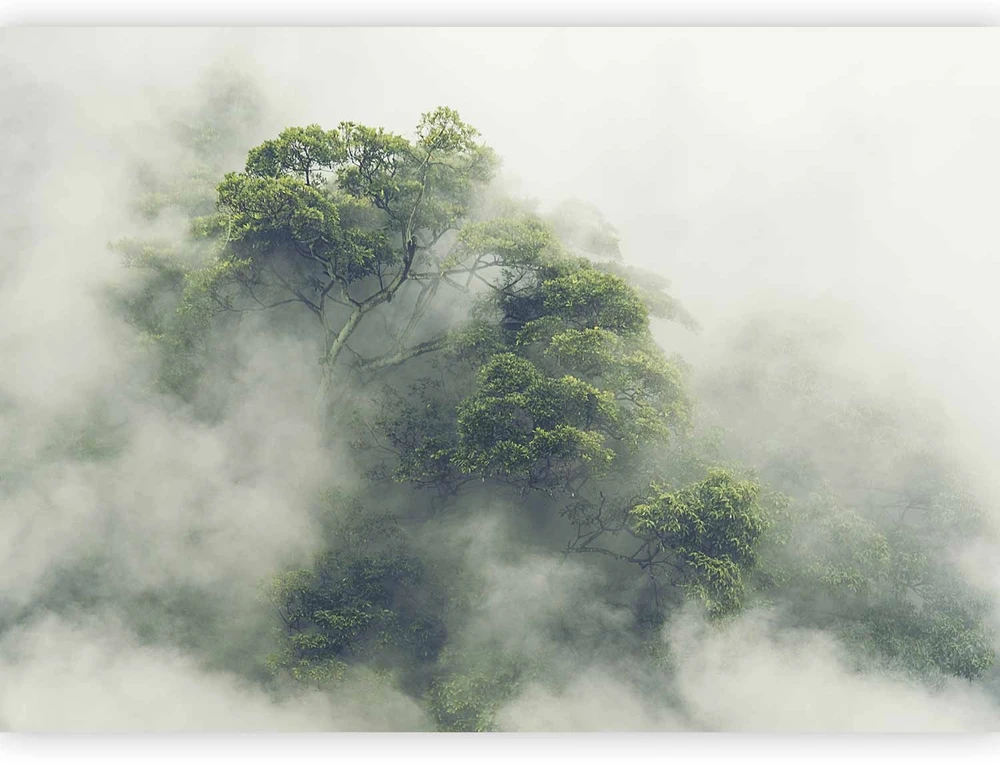 Fototapetai - Miglota Amazonė