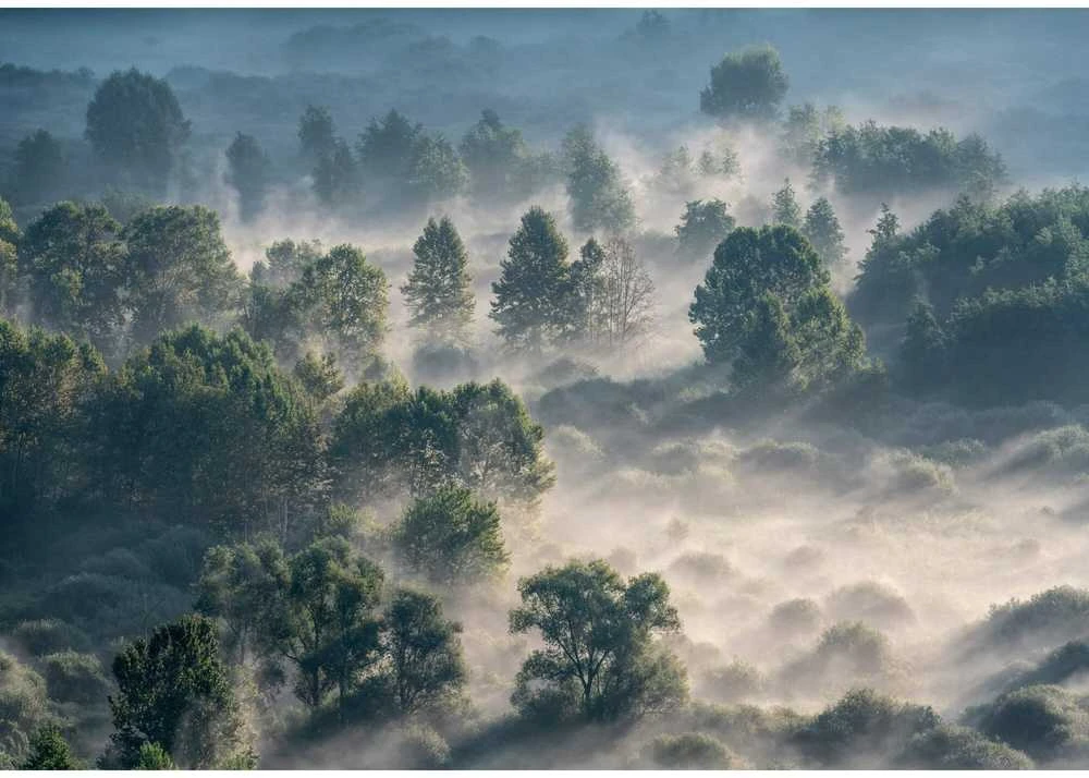 Fototapetai - Miškas rūke