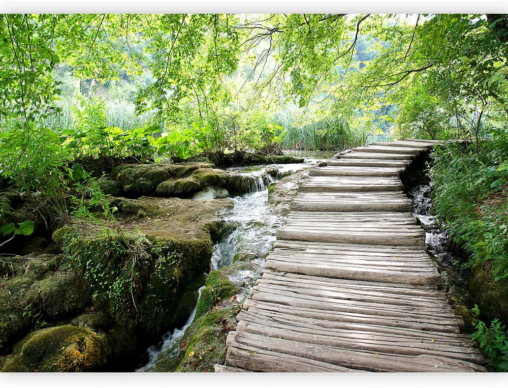 Fototapetai - Miško takas