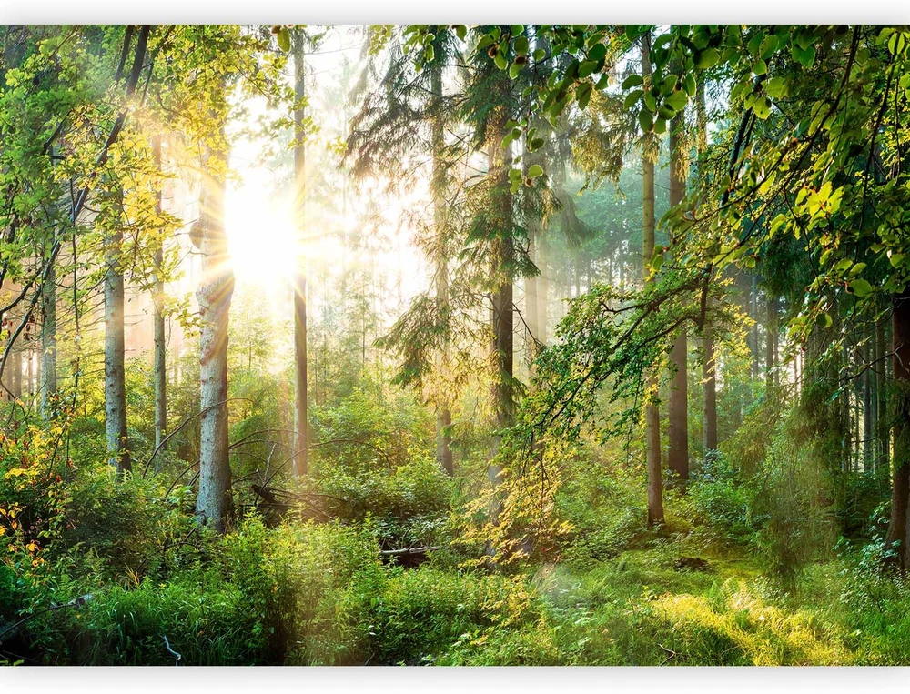 Fototapetai - Nesutramdyta gamta