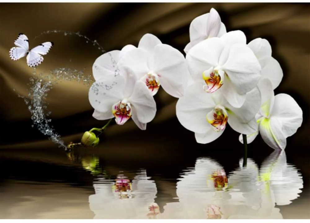 Fototapetai - Orchidėjos gurkšnis
