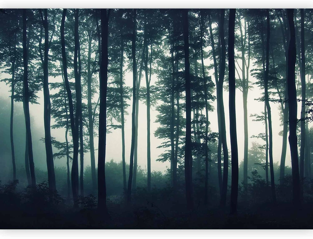 Fototapetai - Tamsus miškas