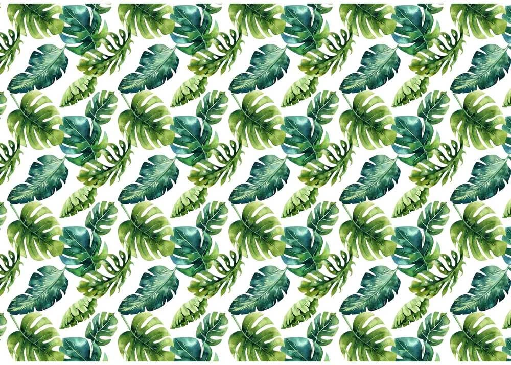 Fototapetai - Tropinė žaluma