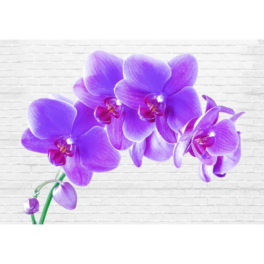 Fototapetai - Užburiančios orchidėjos