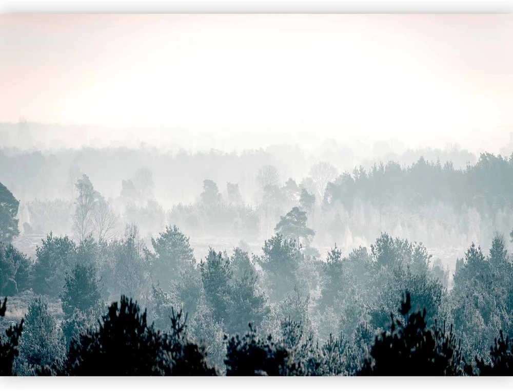Fototapetai - Žiemos miškas