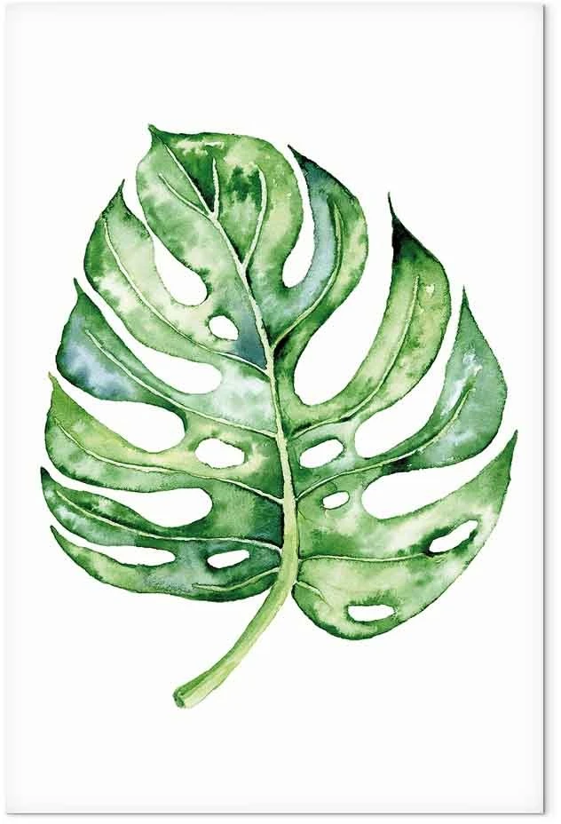 Paveikslas Akvarelinė monstera
