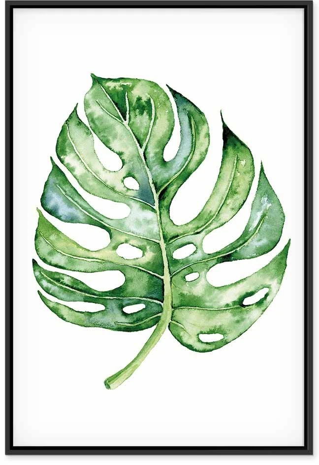 Paveikslas Akvarelinė monstera