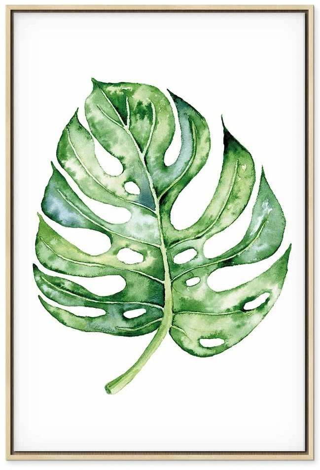 Paveikslas Akvarelinė monstera