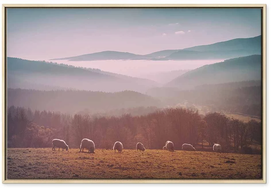 Paveikslas Avys kalnų peizaže