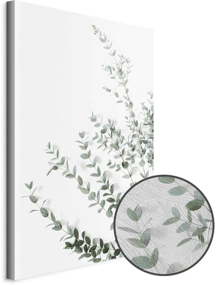 Paveikslas Eukaliptas Parvifolia