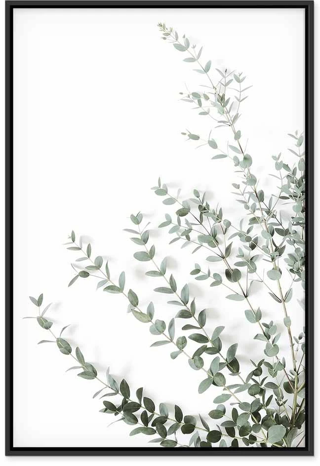 Paveikslas Eukaliptas Parvifolia