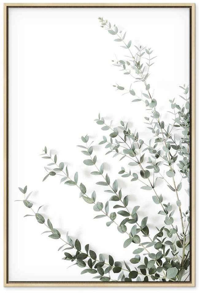 Paveikslas Eukaliptas Parvifolia