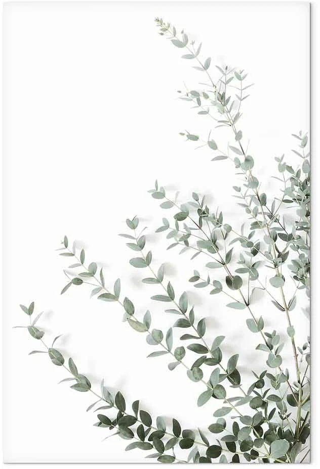 Paveikslas Eukaliptas Parvifolia