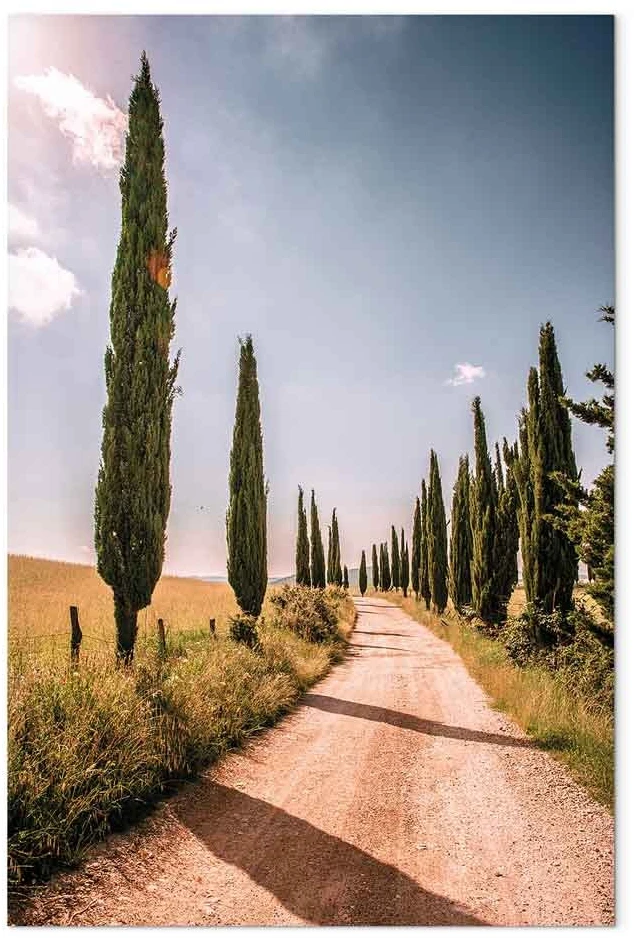 Paveikslas Italijos kiparisai