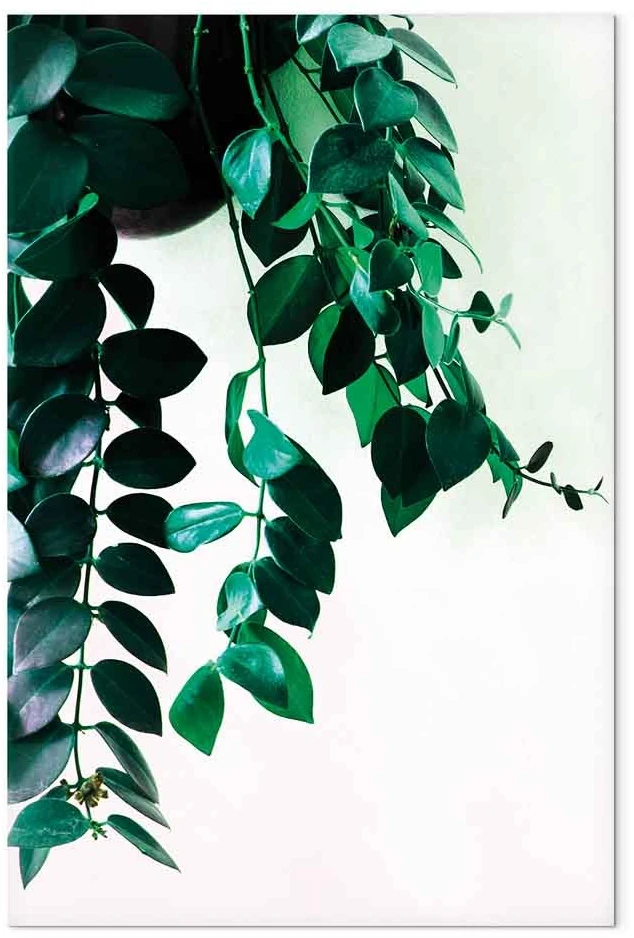 Paveikslas Koralų gamta