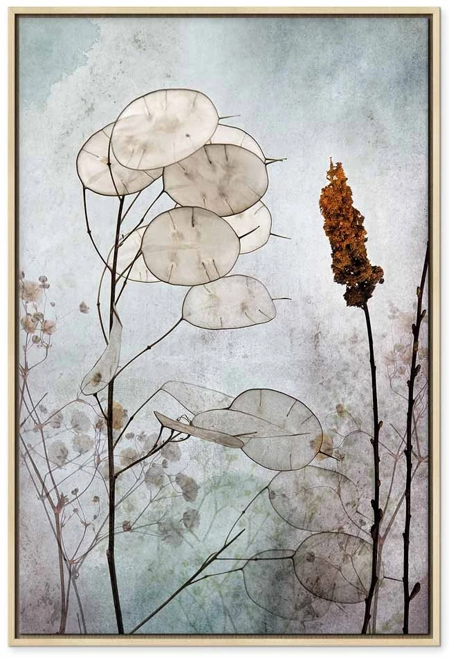 Paveikslas Lunaria vaisiai