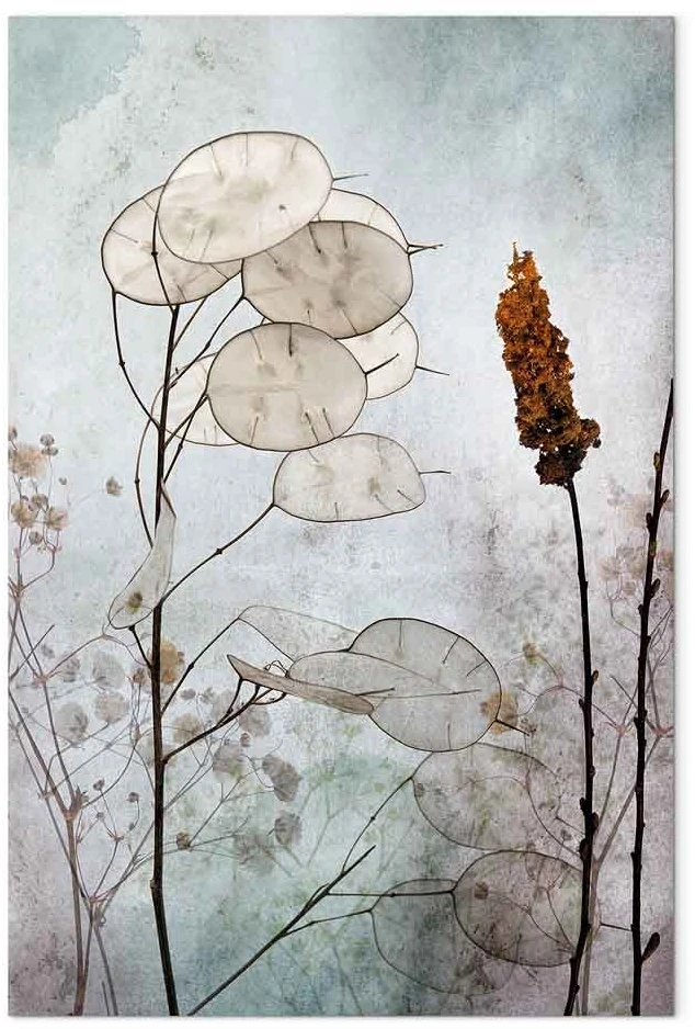 Paveikslas Lunaria vaisiai