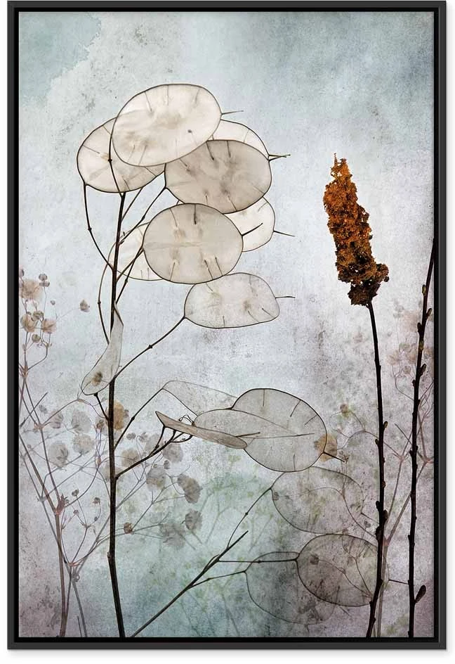 Paveikslas Lunaria vaisiai