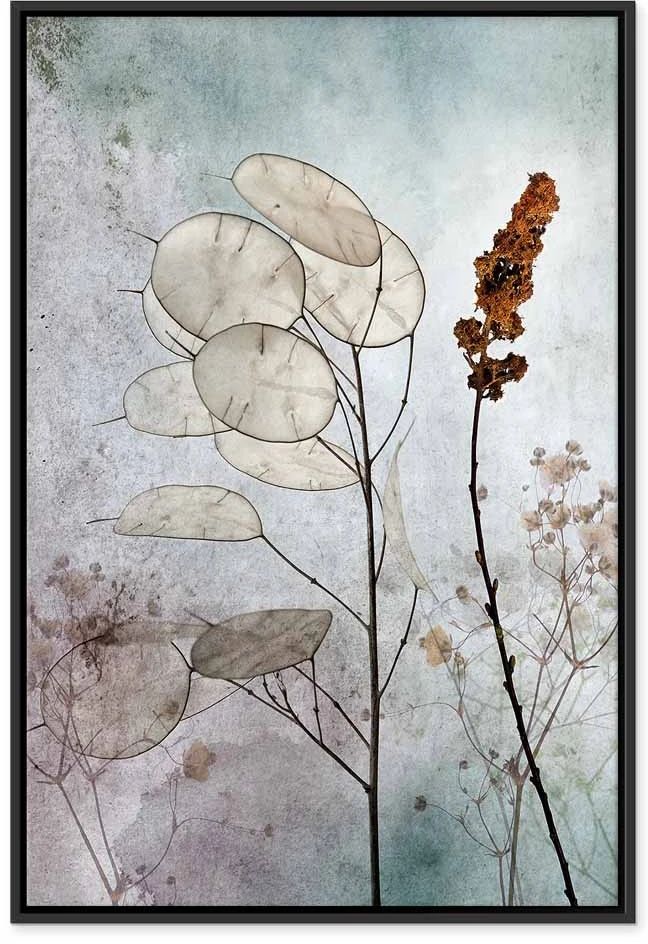 Paveikslas Miglota lunaria