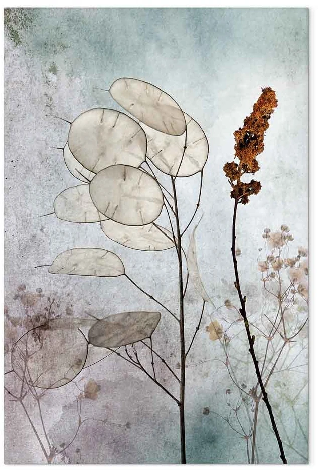 Paveikslas Miglota lunaria