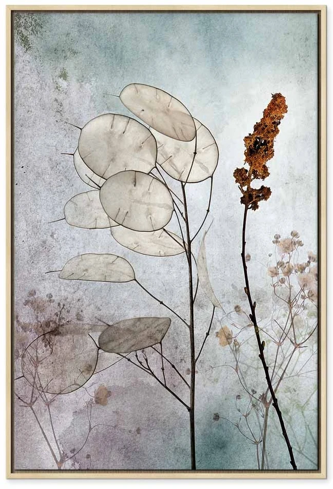 Paveikslas Miglota lunaria