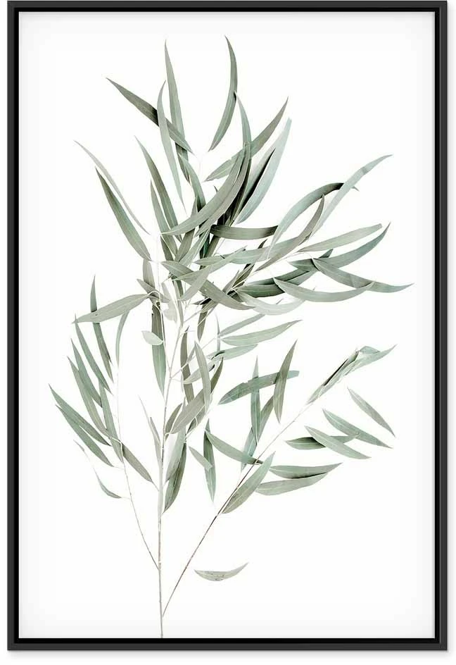 Paveikslas Nicholia eukaliptas