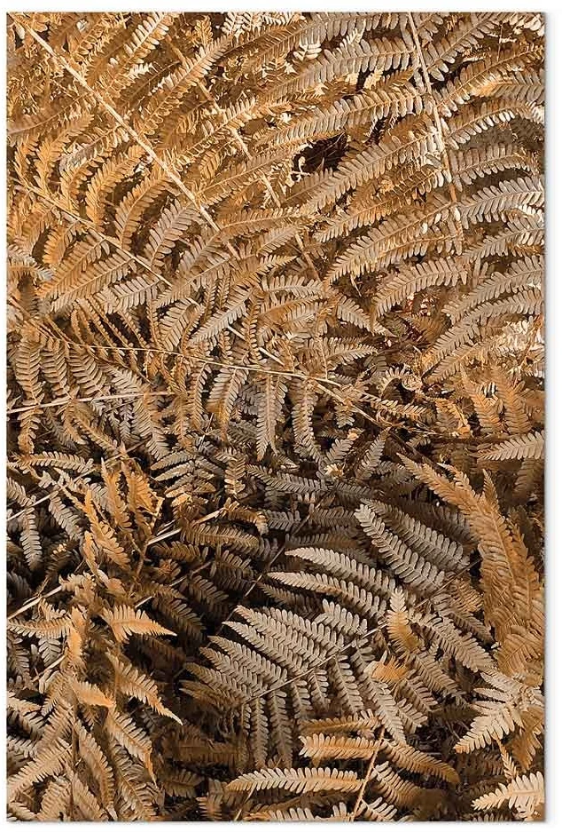 Paveikslas Paslaptingas papartis