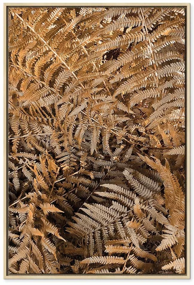 Paveikslas Paslaptingas papartis