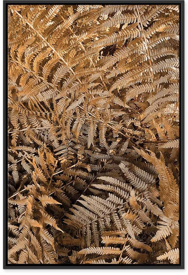 Paveikslas Paslaptingas papartis