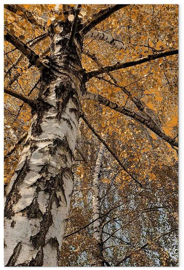 Paveikslas Rudens spalvos