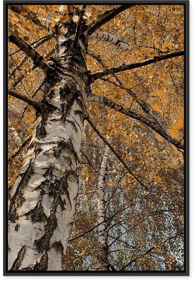 Paveikslas Rudens spalvos